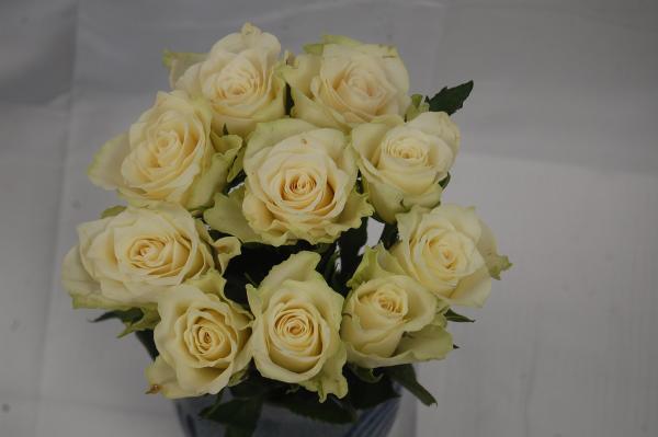 Rose Athena - weiß